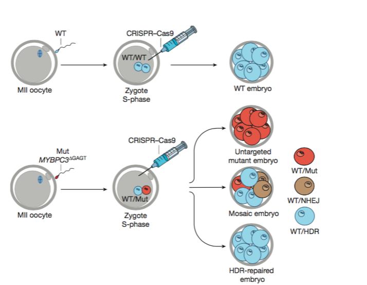  Método CRISPR-Cas9, ilustración original en el artículo de la revista Nature .  