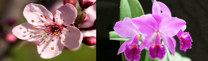  A la izquierda la flor del cerezo (Prunus serrulata) – sakura, en japonés- y a la derecha una orquídea (Cattleya mossiae). 