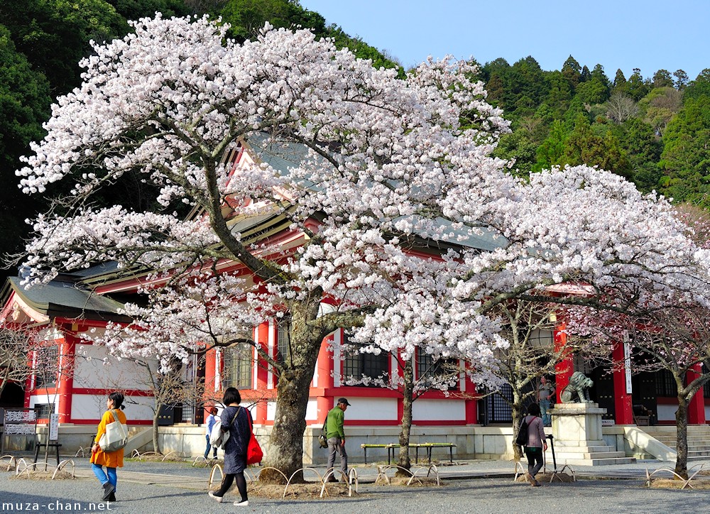  Foto de la floración del cerezo en Mount Kurama,  Kyoto, el 13 de marzo del 2014, tomada por Muza-chan . 