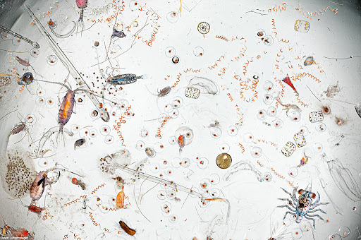 Plancton en una gota de agua marina. Foto de David Liittschwager